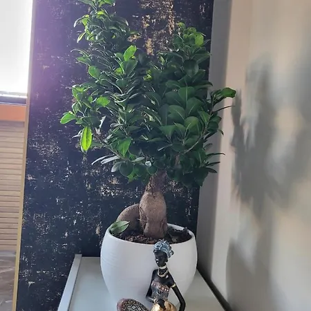 La Mirage & Apartment *