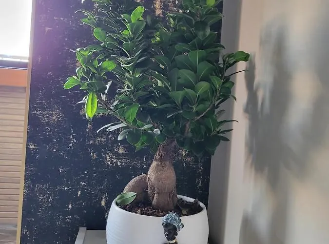 La Mirage & Apartament *